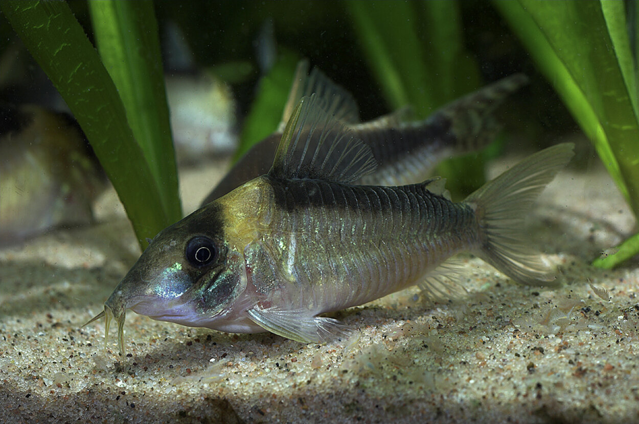 Corydoras imitator VF (hona)