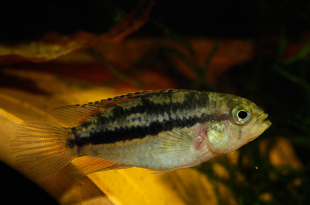 Nannacara anomala (hona)