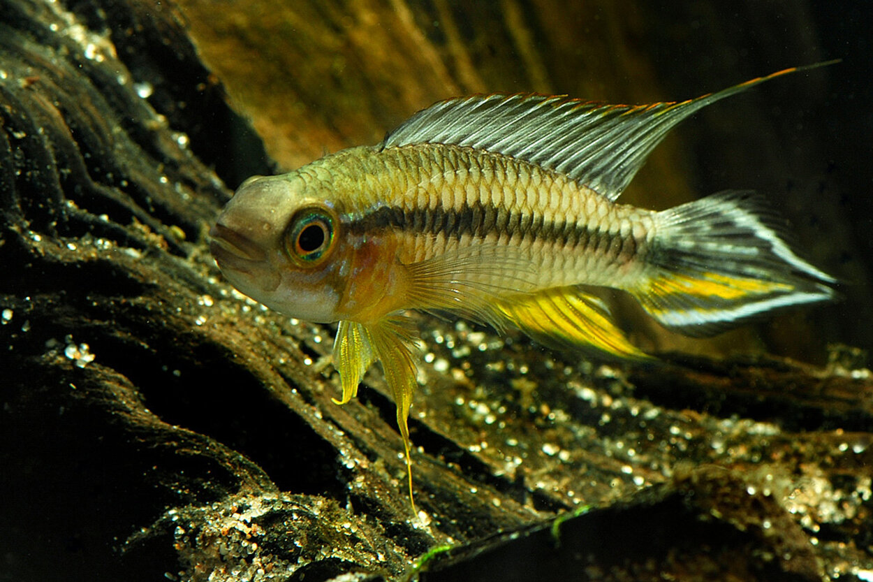 Apistogramma agassizii - Hane