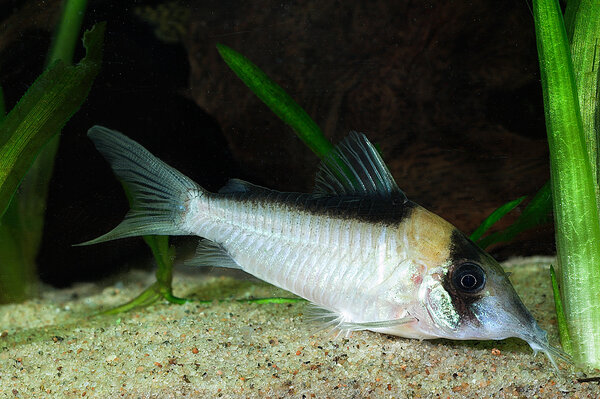 Corydoras imitator VF (hane)