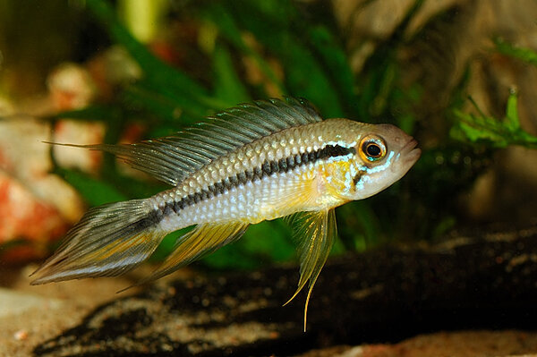 Apistogramma agassizii - Hane