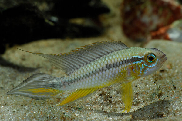 Apistogramma agassizii - Hane