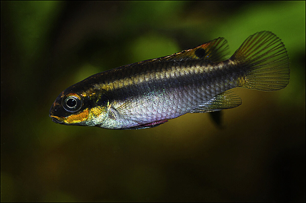 Pelvicachromis taeniatus