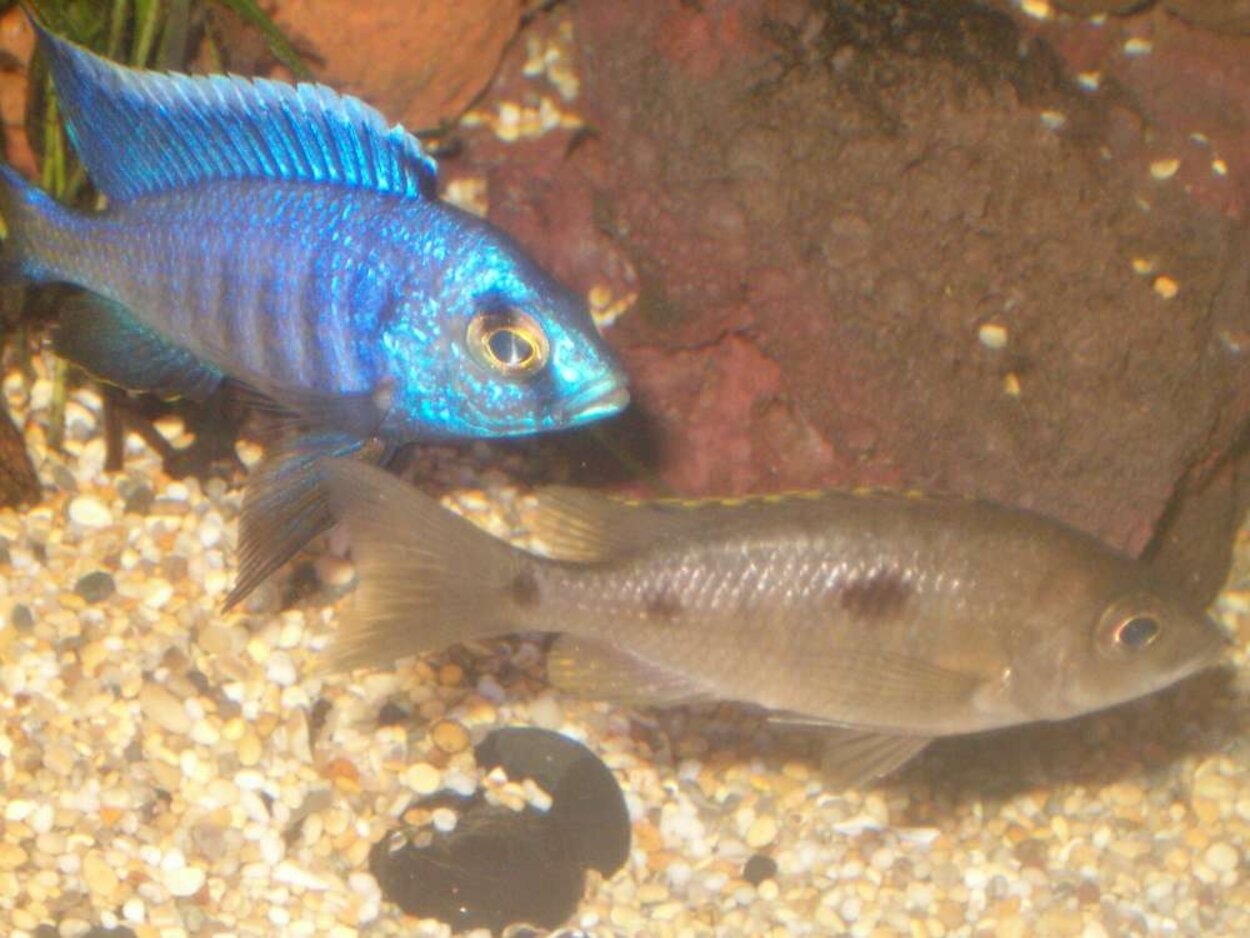 Copadichromis Azureus