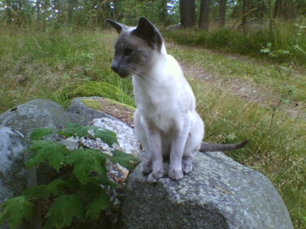 Hannah i skogen på Tynningö 2