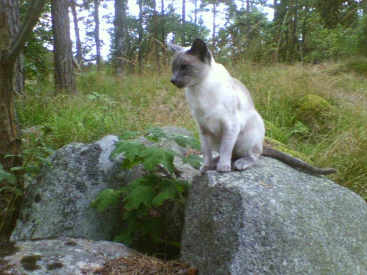 Hannah i skogen på Tynningö