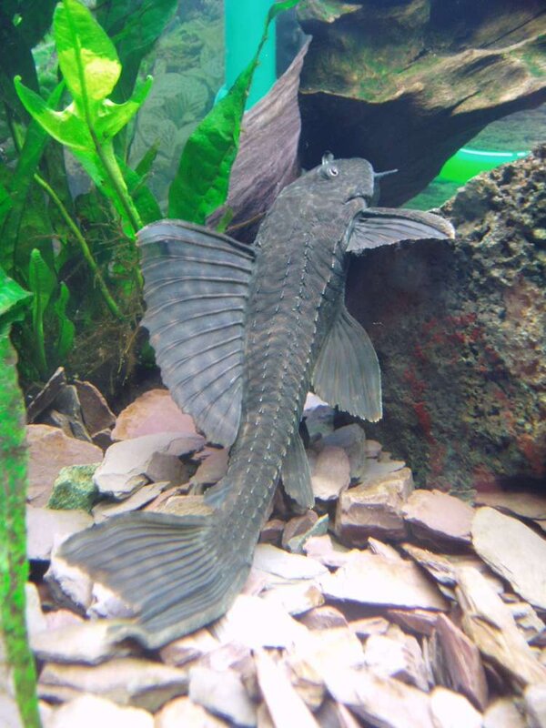 Hypostomus plecostomus