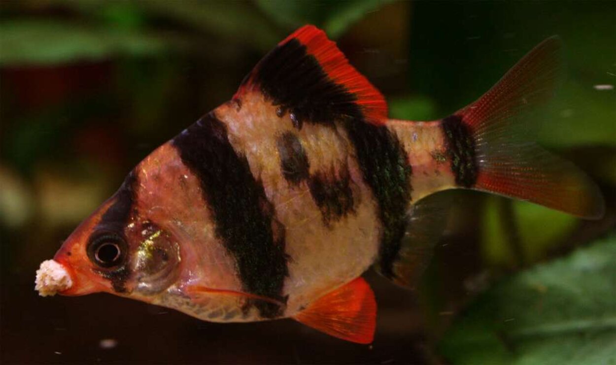 Hungrig TigerBarb