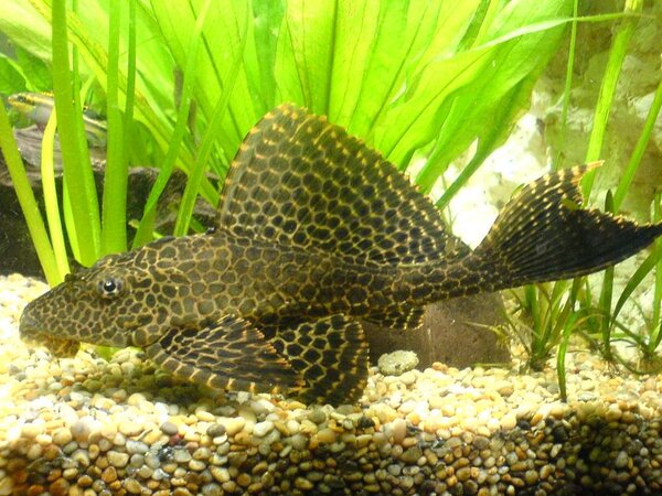 Segelfens Pleco