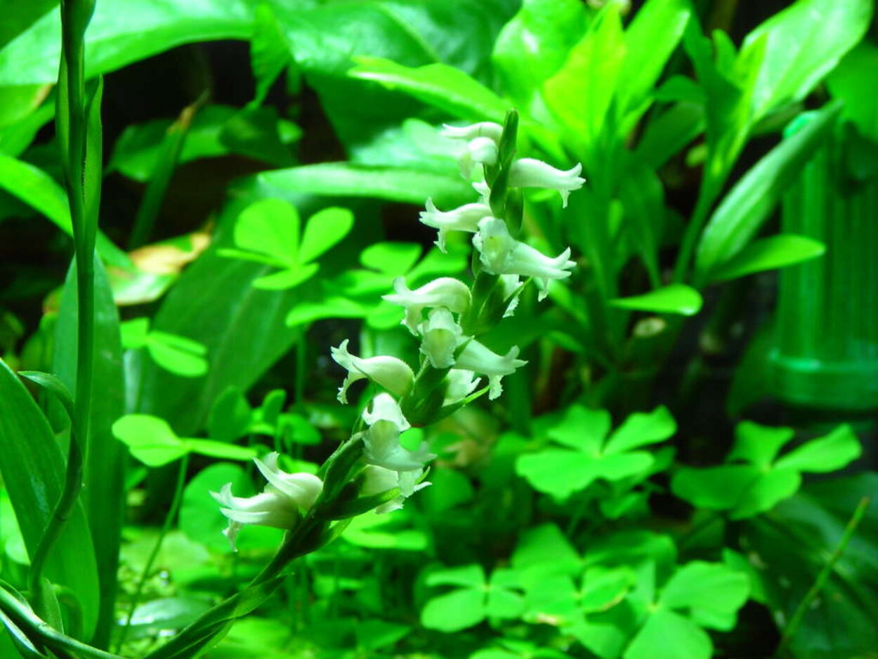 spiranthes sp