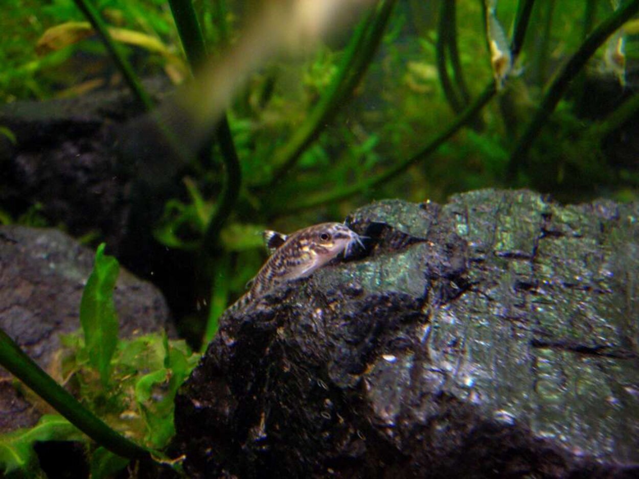 corydoras sp (mycropsis)