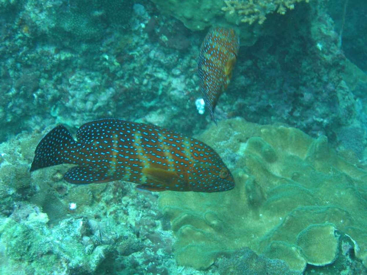 Scuba_Thailand_2004_-_034