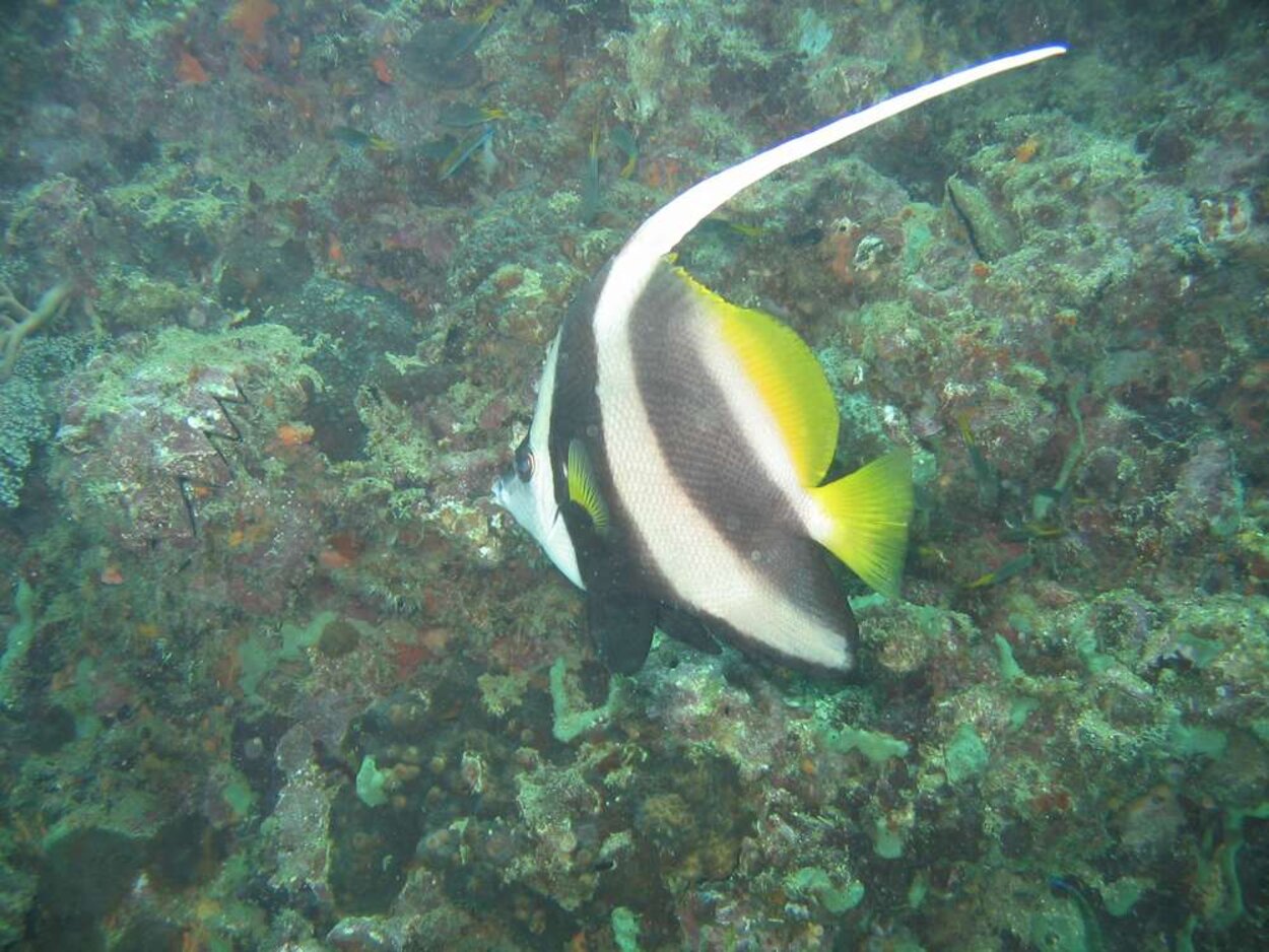 Scuba_Thailand_2004_-_045