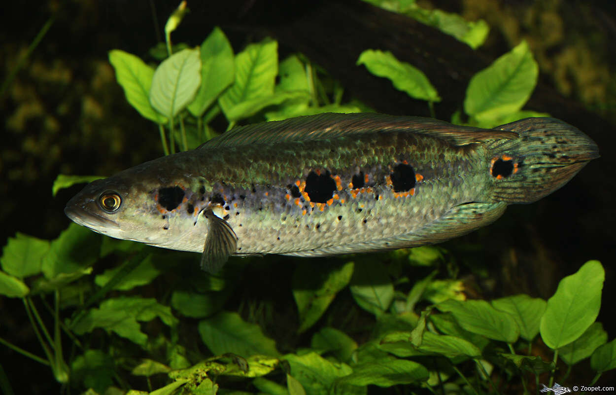 Channa pleurophthalma