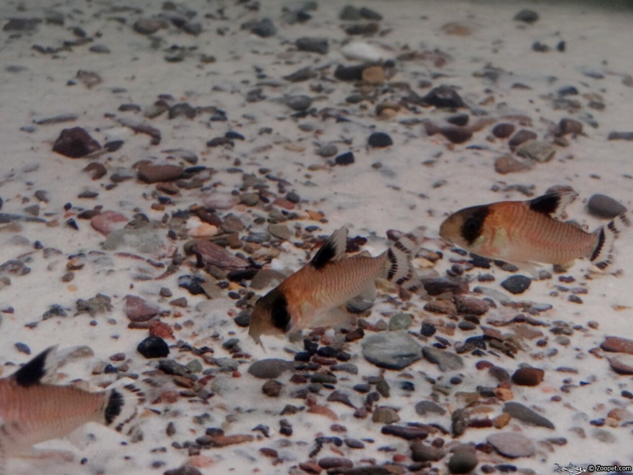 Corydoras ojacupuensis