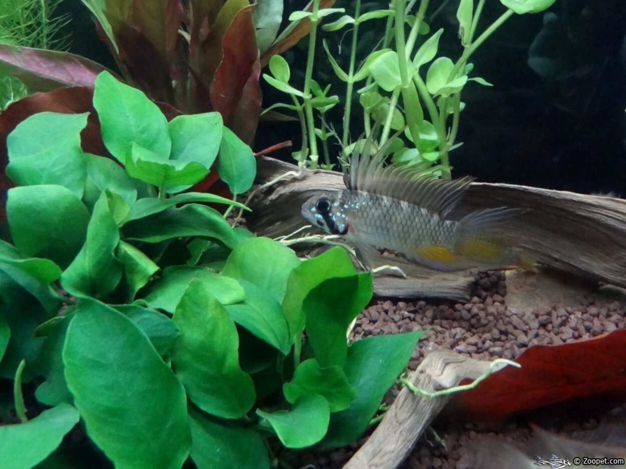 Apistogramma sp. Breitbinden