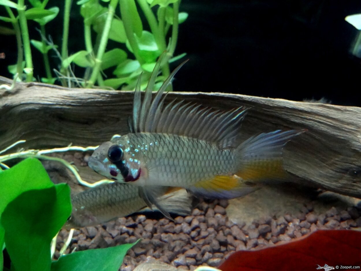 Apistogramma sp. Breitbinden