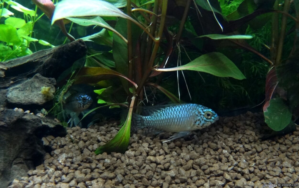 Apistogramma blaukopf