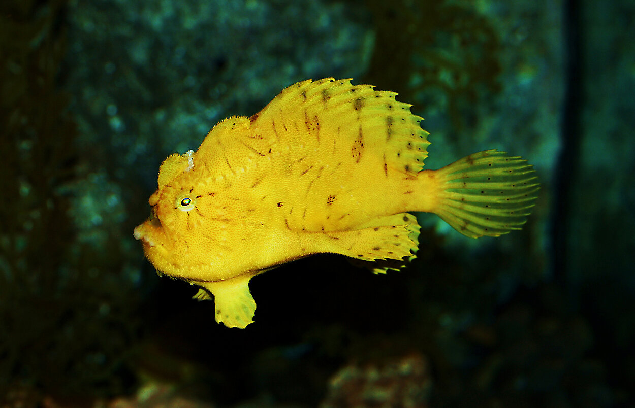 Fågel fisk eller mittimellan