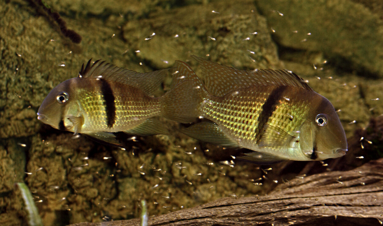 Guinacara sphenezona