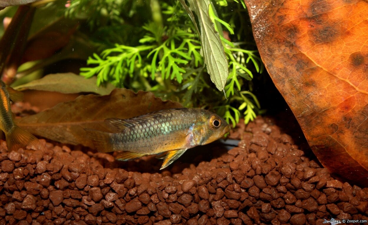 Apistogramma norberti, hona