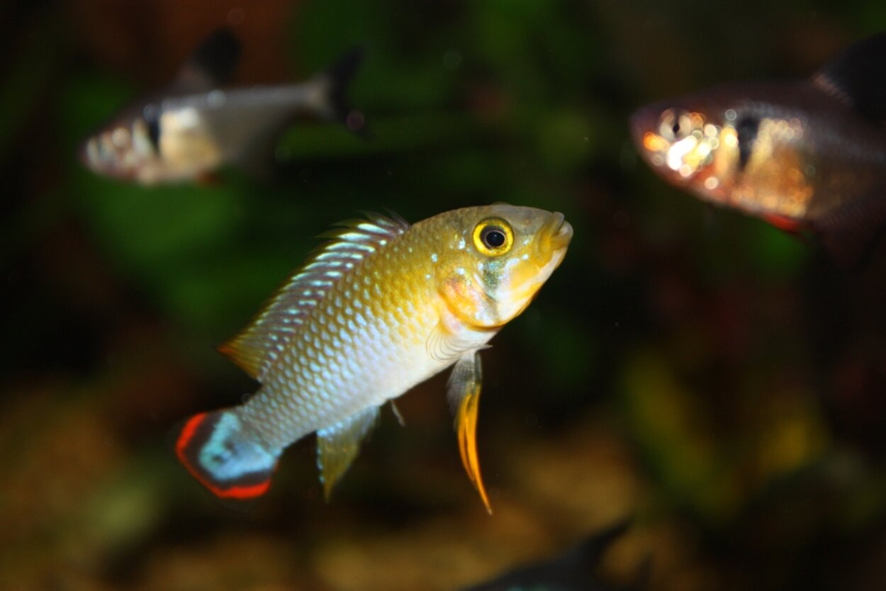 Apistogramma panduro