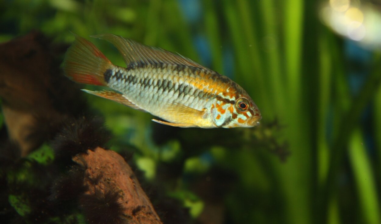 Apistogramma viejitahanne