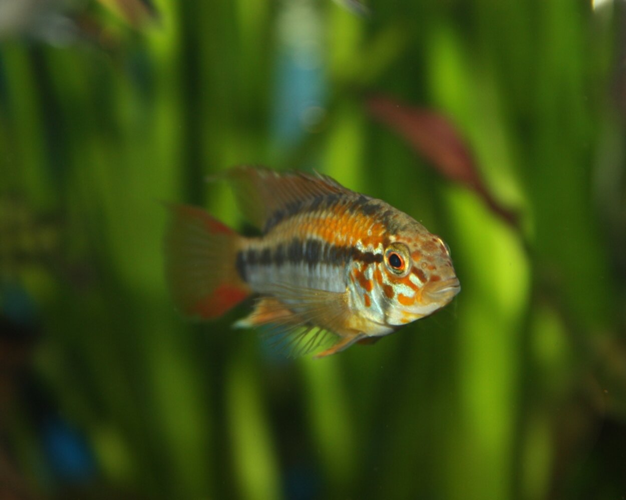 Apistogramma viejitahanne