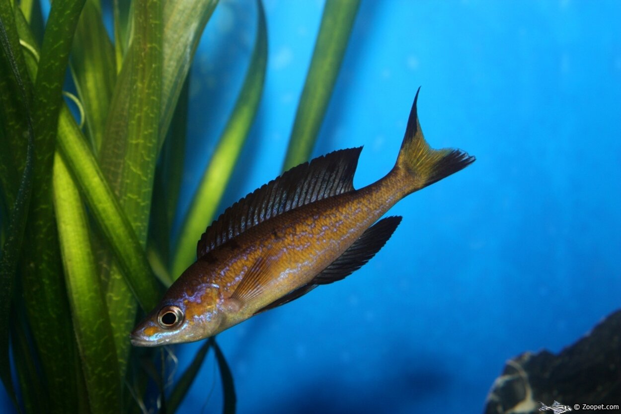 Cyprichromis microlepidotus kasai