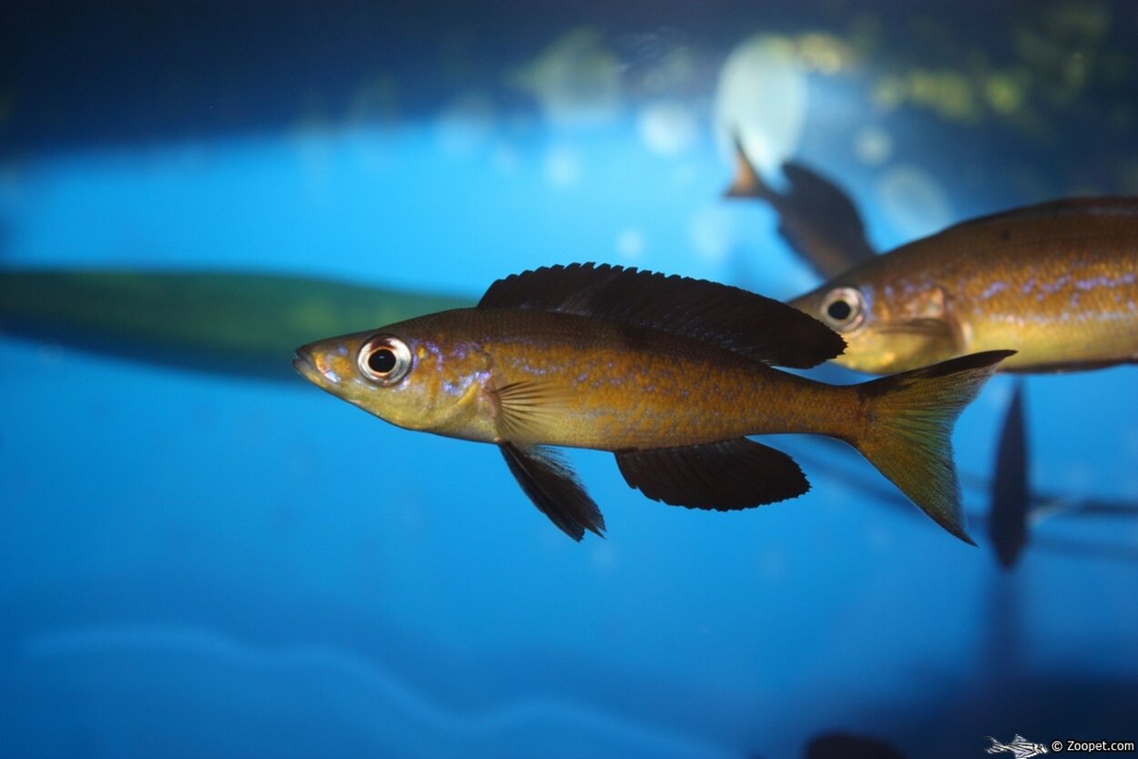 Cyprichromis microlepidotus kasai