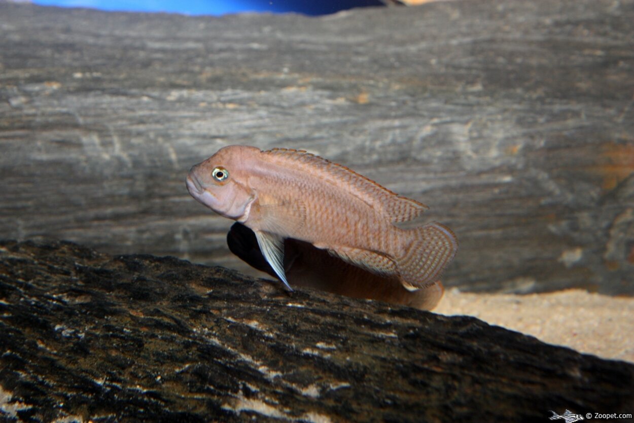 Telmatochromis burgeoni