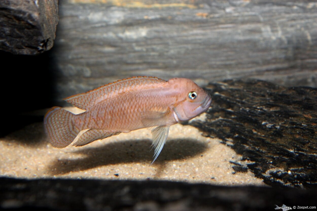 Telmatochromis burgeoni