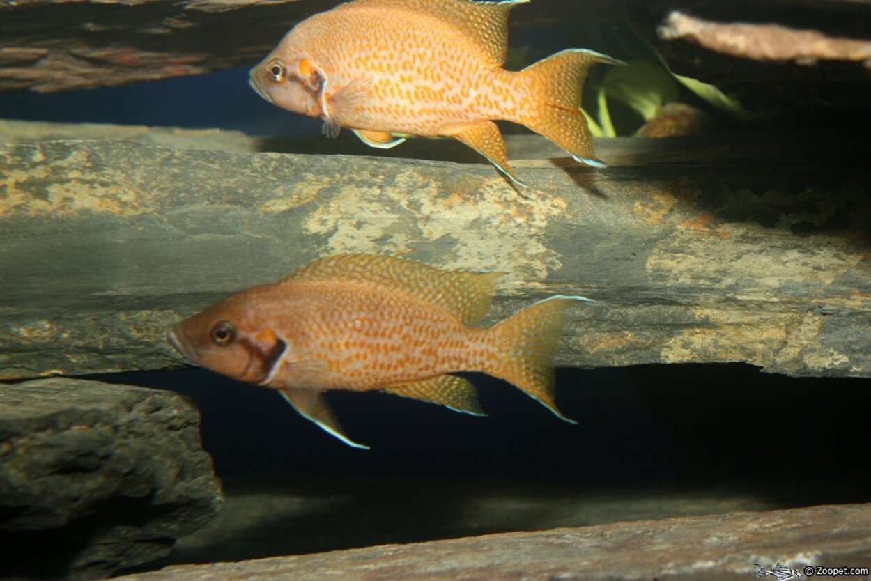 Neolamprologus helianthus "Kijumba orange"