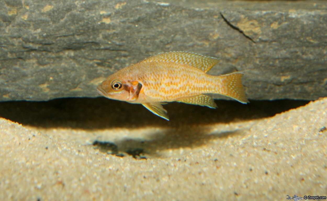 Neolamprologus helianthus "Kijumba orange"