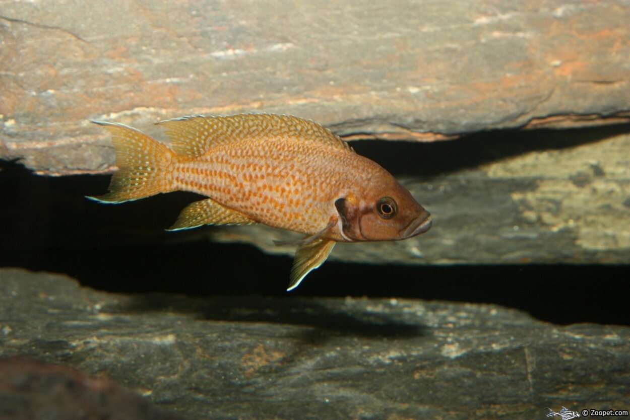 Neolamprologus helianthus "Kijumba orange"