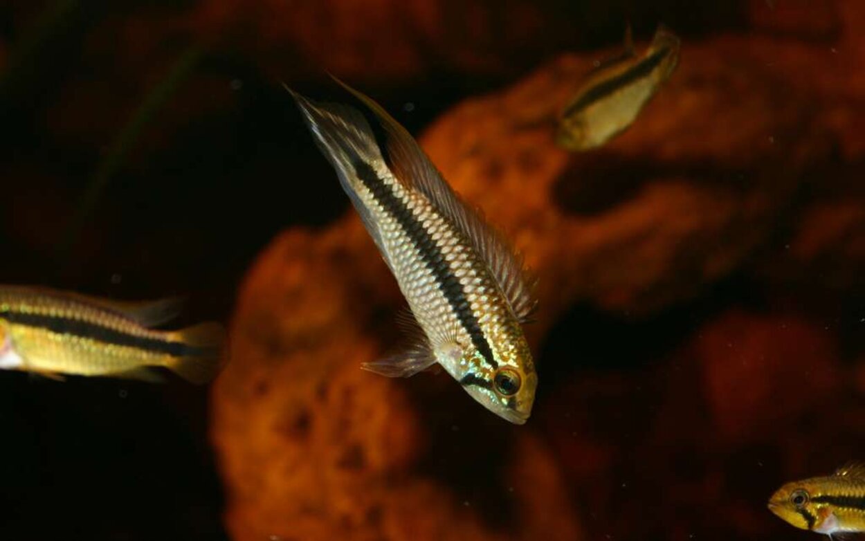 Apistogramma spec2 -Rio Jari, Purus