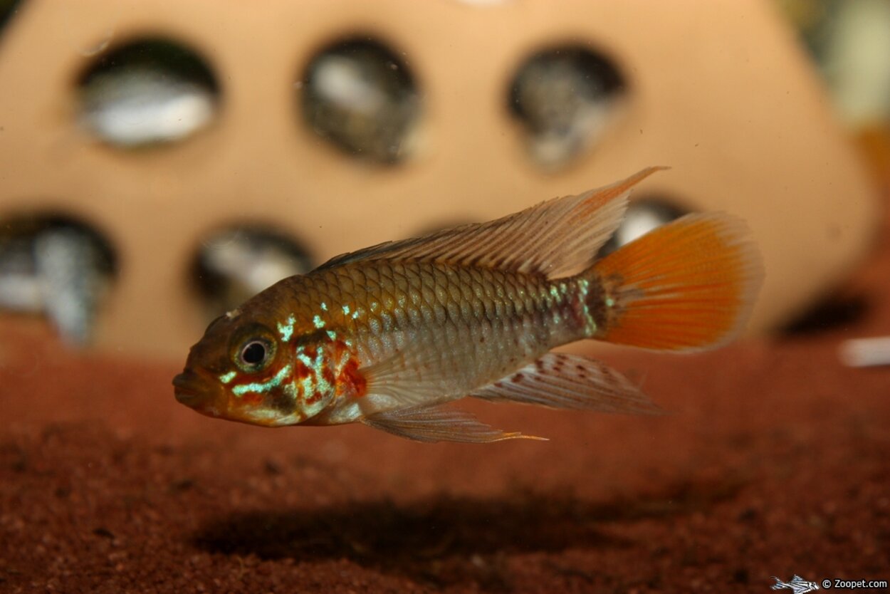 Apistogramma sp. "Rio Nanay"