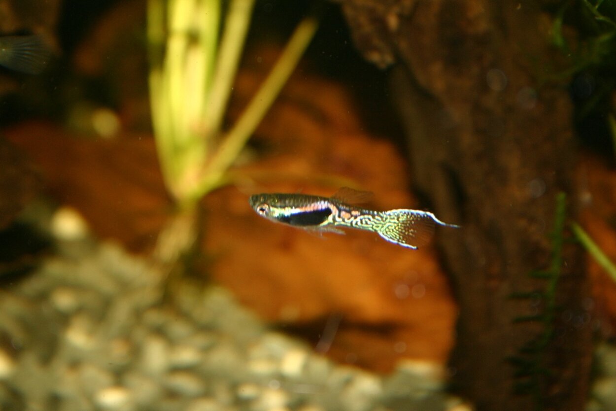 Asiatiska Endlers