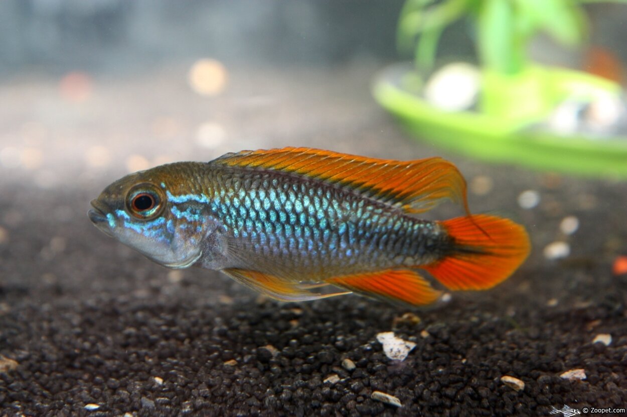 Apistogramma agassizii