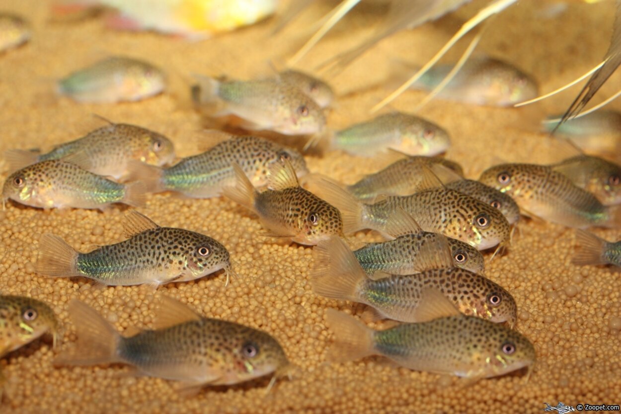 Corydoras similis