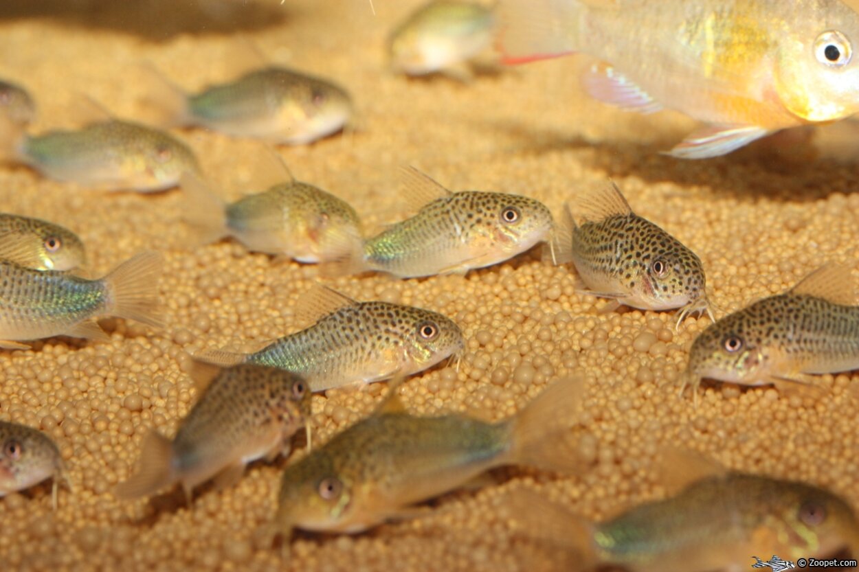 Corydoras similis