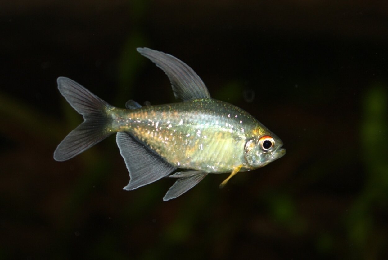 Diamanttetra, Moenkhausia pittieri