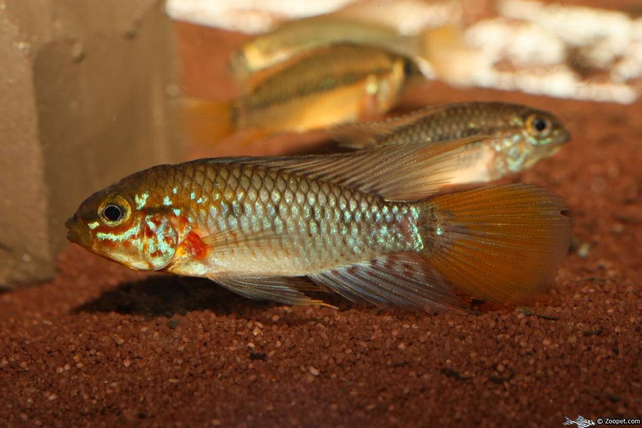 Apistogramma sp."Rio nanay"