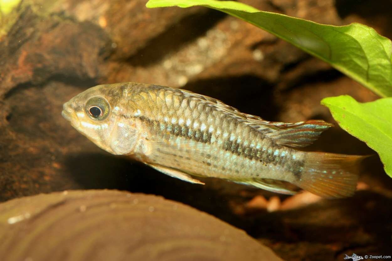 Apistogramma sp.Pebas, hane