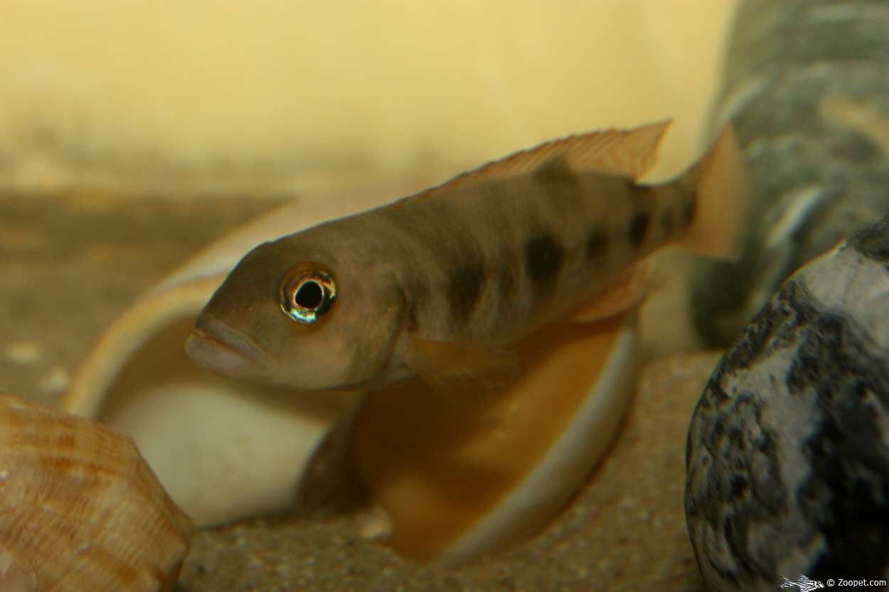 Neolamprologus boulengeri