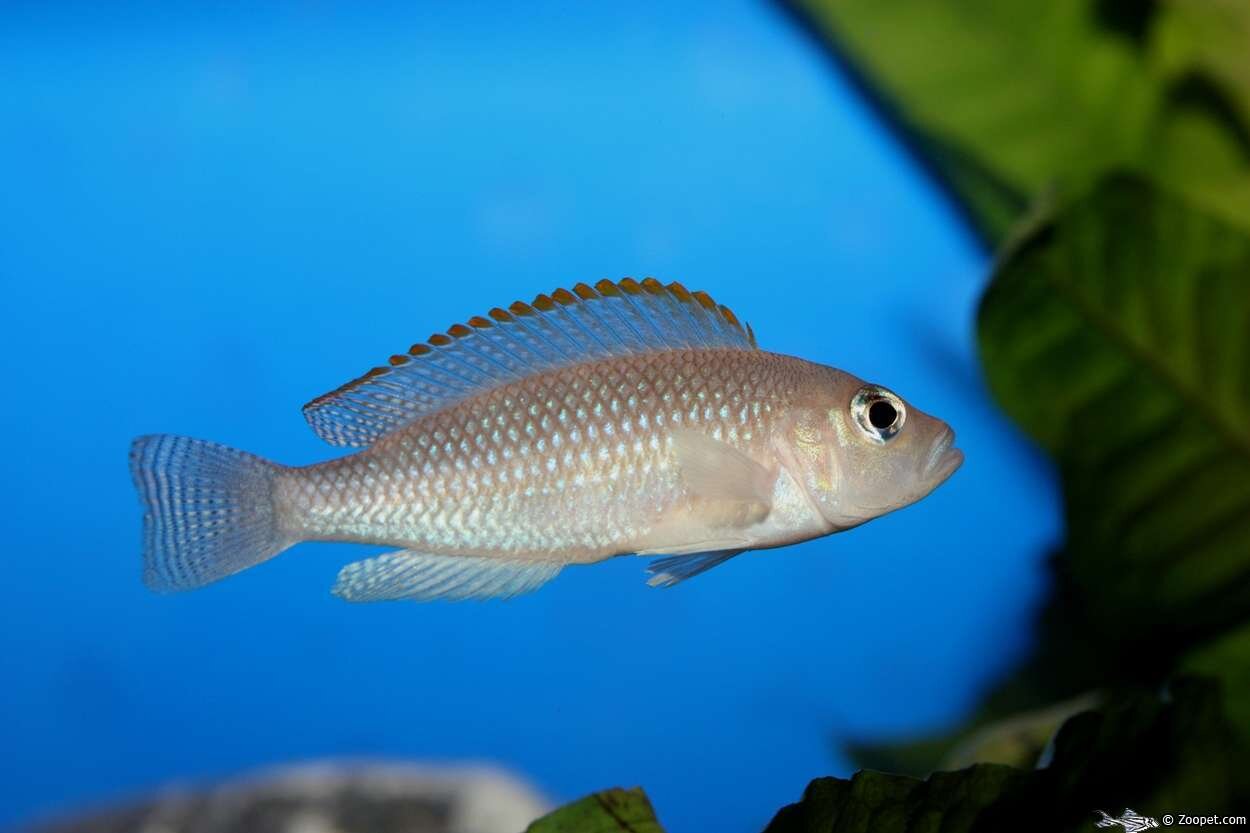 Neolamprologus caudapunctatus