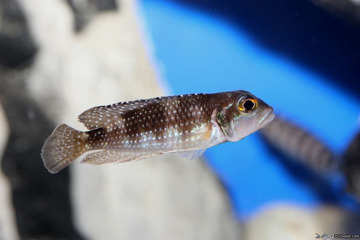 Lamprologus meleagris