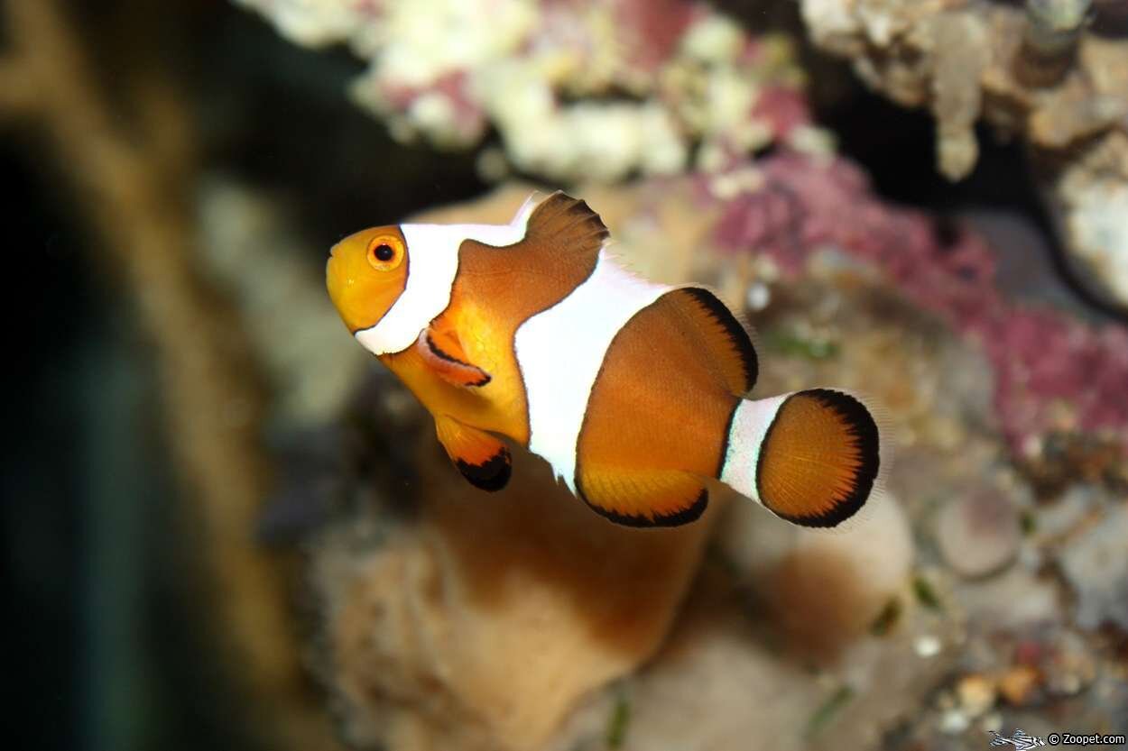 Nemo...