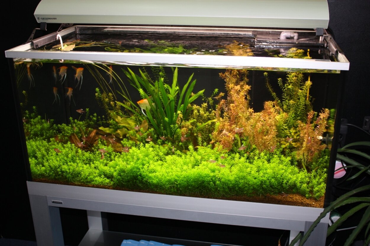 Snyggt akvarium