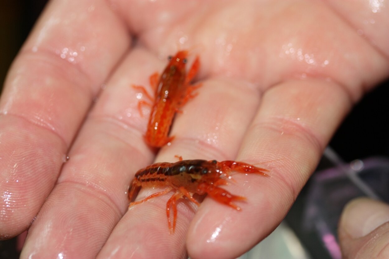 Cambarellus patzuarensis sp. “orange”